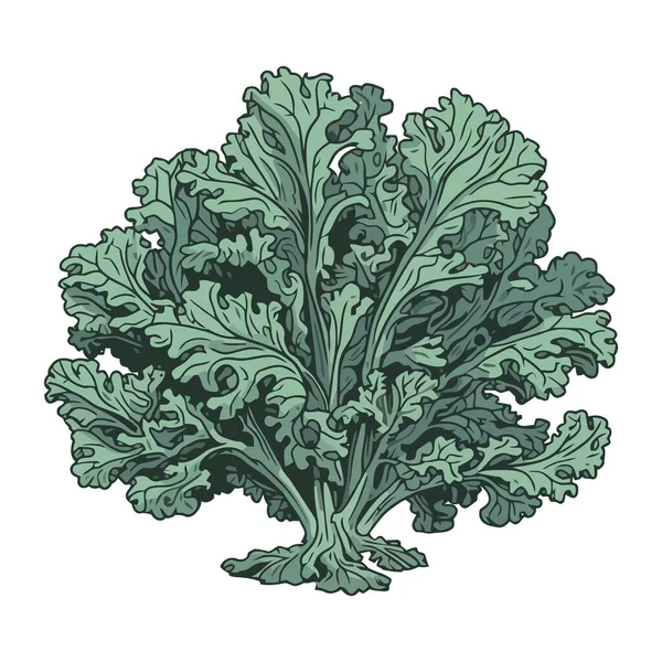 Свежие Органические Травы Здоровой Вегетарианской Кухни — стоковый вектор