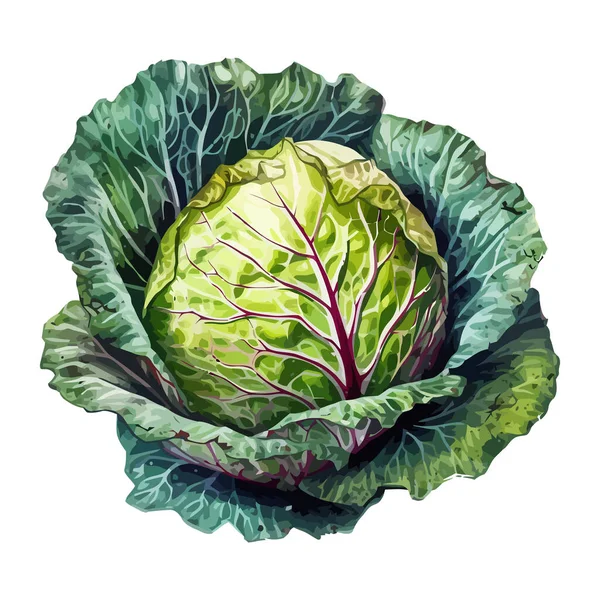 Verse Biologische Kool Salade Een Vegetarische Maaltijd Pictogram Geïsoleerd — Stockvector