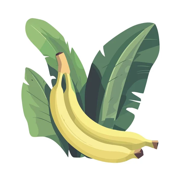 Plátano Maduro Frutas Hojas Tropicales Icono Aislado — Vector de stock