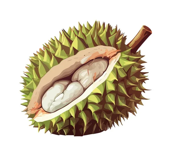 Sharp Spikes Protect Sweet Durian Fruit Icon Isolated — Stock Vector