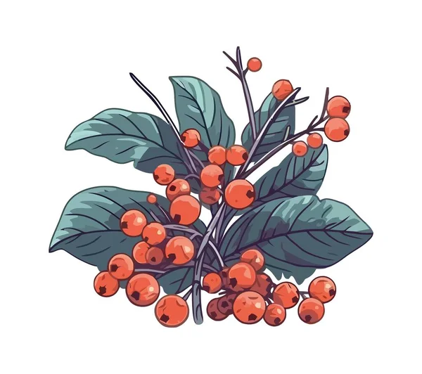 Branche Rowanberries Juteuses Icône Fraîche Mûre Isolée — Image vectorielle