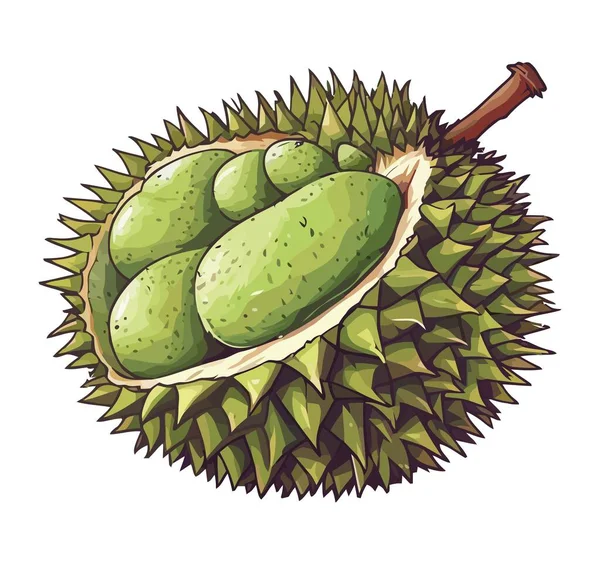 Fresco Fruta Madura Durian Ícone Isolado — Vetor de Stock