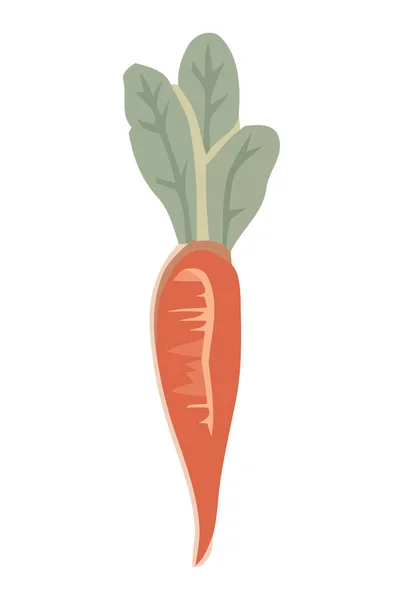 新鲜的有机蔬菜胡萝卜 随时可以吃孤立的图标 — 图库矢量图片