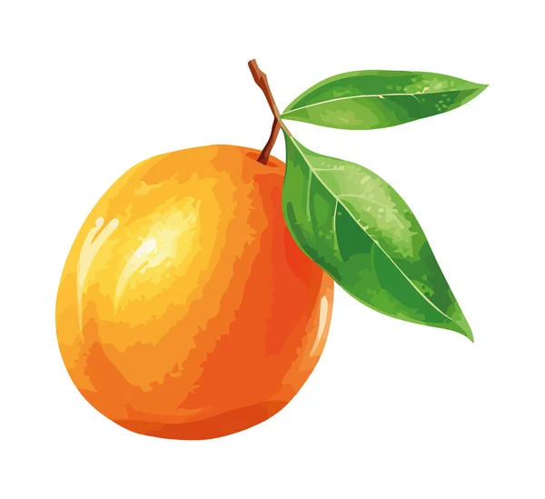 Färsk Apelsincitrusfrukt Mogen Och Saftig Ikon Isolerad — Stock vektor