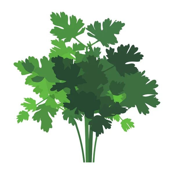 Čerstvě Zelená Petrželová Větev Symbol Ikony Zdravé Výživy Izolované — Stockový vektor