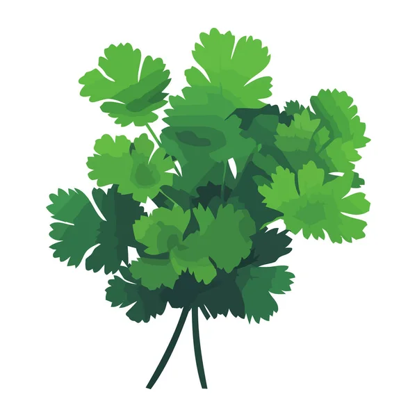 Свежая Зеленая Петрушка Здоровая Вегетарианская Кулинарная Икона — стоковый вектор