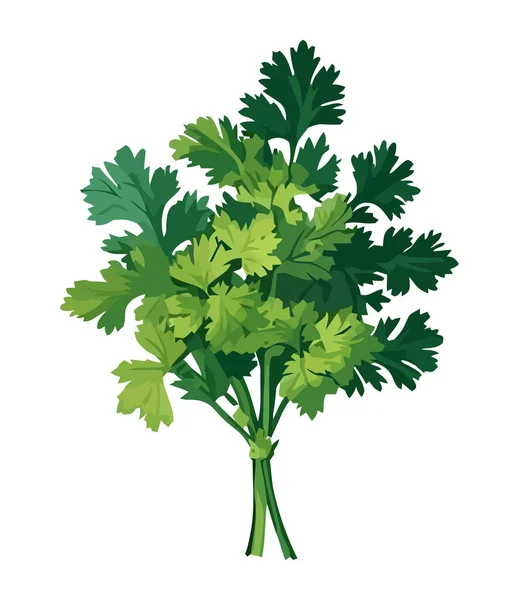 Perejil Verde Fresco Verduras Para Una Alimentación Saludable Icono Aislado — Archivo Imágenes Vectoriales