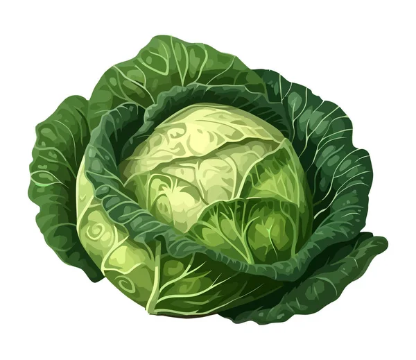 Fresh Organic Cabbage Healthy Meal Nature Icon Isolated — Stock Vector