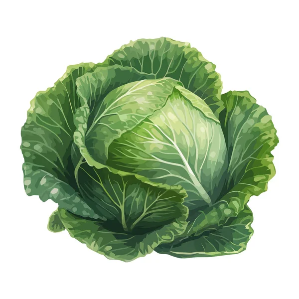 Salade Chou Bio Une Icône Repas Végétarien Sain Isolé — Image vectorielle