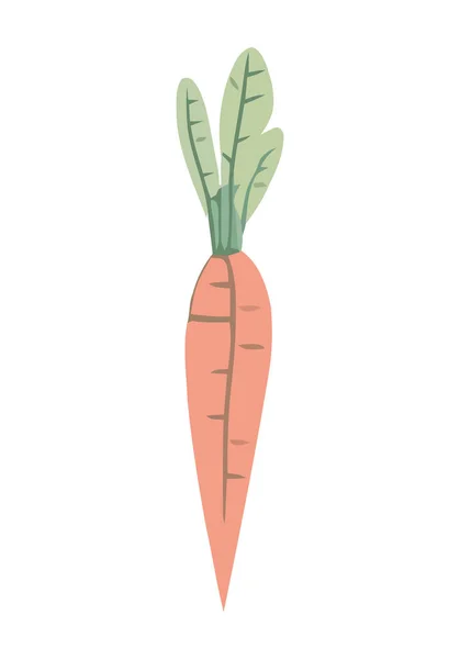 新鲜的有机胡萝卜 象征健康饮食图标隔离 — 图库矢量图片