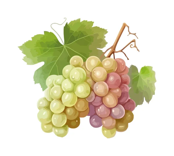 アイコンを分離ワイン製造のために熟したジューシーなブドウ房 — ストックベクタ