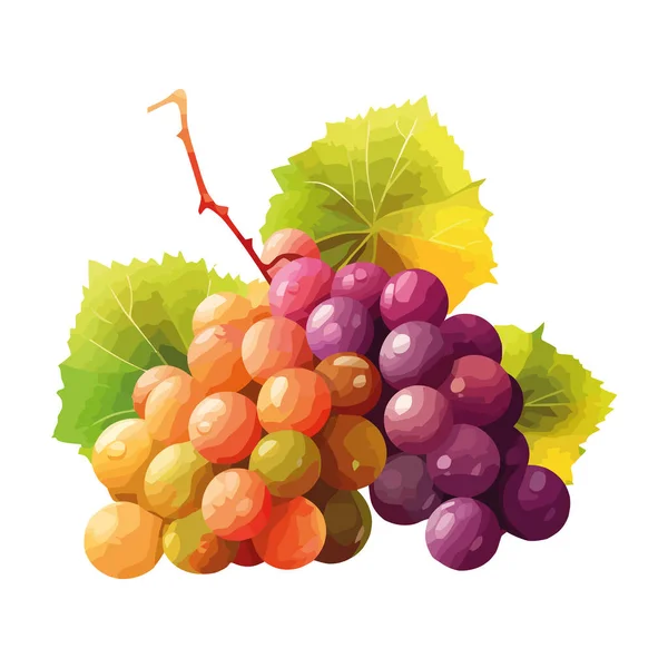 Juicy Grapes Leafy Branch Autumn Harvest Icon Isolated — Stock Vector