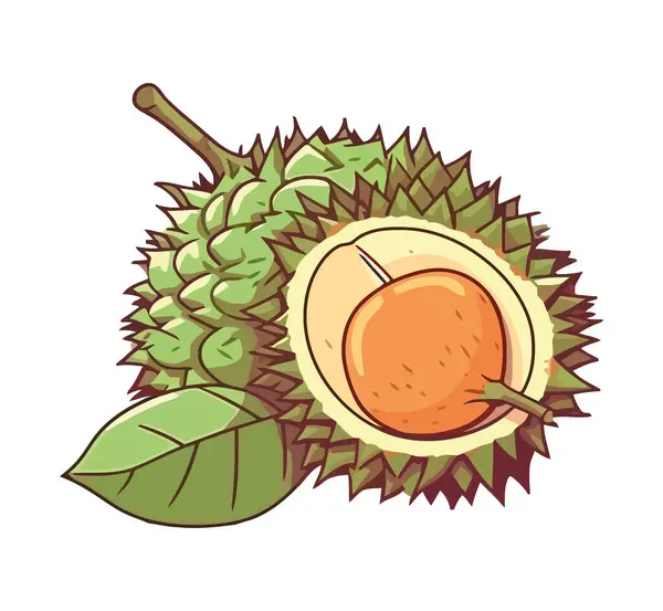Frutta Matura Durian Sana Icona Mangiare Isolato — Vettoriale Stock