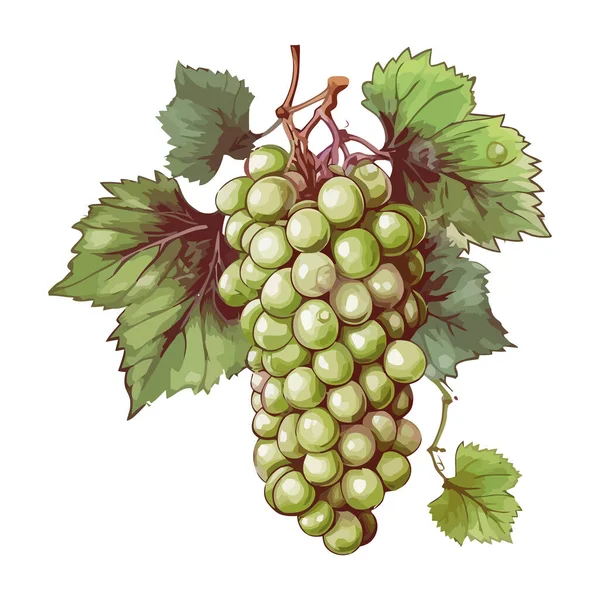 ブドウの上のジューシーなブドウ 孤立したワイン造りのアイコンのために熟す — ストックベクタ