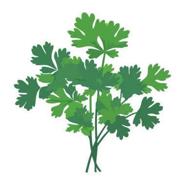 Taze maydanoz, sağlıklı salata ikonu izole.