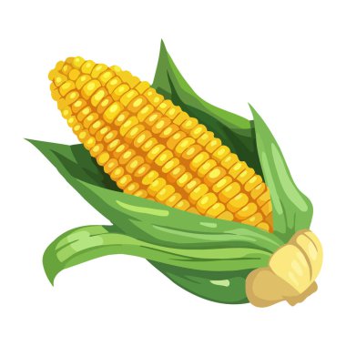 Taze organik mısır, olgun ve sağlıklı yemek ikonu izole edilmiş.