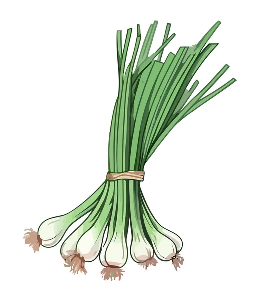 Verduras Cebolla Primavera Perfecto Para Comer Sano Icono Aislado — Vector de stock