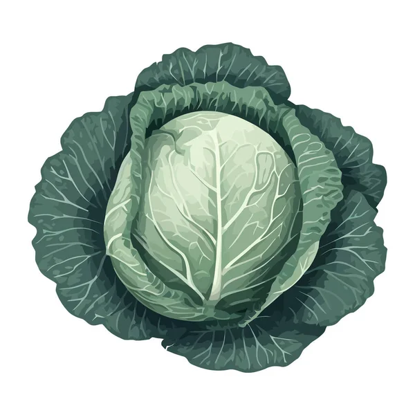 新鮮なキャベツ野菜 孤立した食事アイコンのための健康的な食事 — ストックベクタ