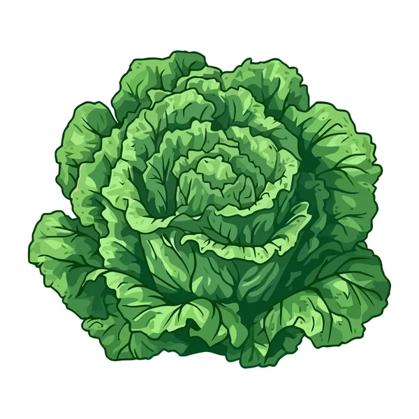 有机蔬菜卷心菜健康饮食图标分离 — 图库矢量图片