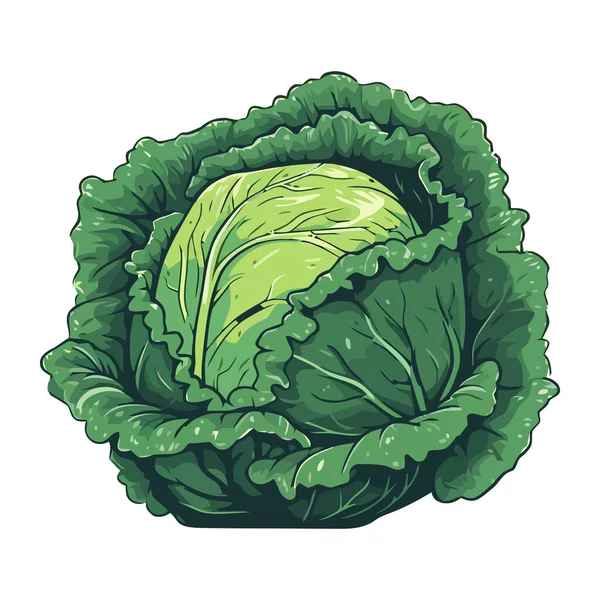 Fresh Vegetable Cabbage Symbol Healthy Eating Icon Isolated — Stock Vector