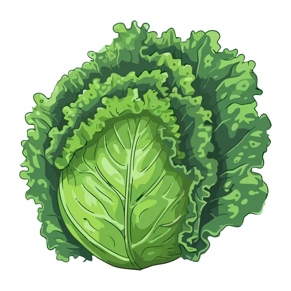 Fresh Organic Cabbage Ripe Vegetable Icon Isolated — Stock Vector