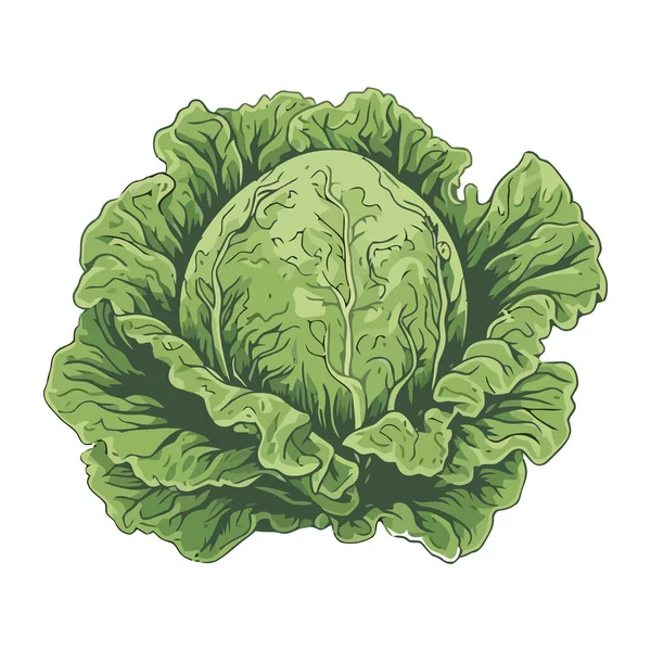 Sałatka Warzywna Kapusty Ikona Zdrowego Posiłku Izolowana — Wektor stockowy