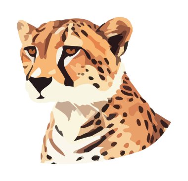 Benekli çita, vahşi ikonun hızlı avcısı izole edilmiş.