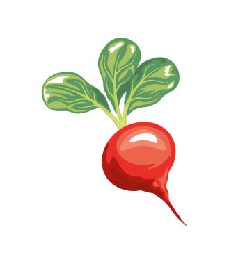 taze turp sebze ikonu izole edilmiş beyaz arkaplan