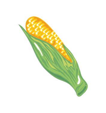 taze mısır koçanı sebze ikonu izole edilmiş beyaz arkaplan