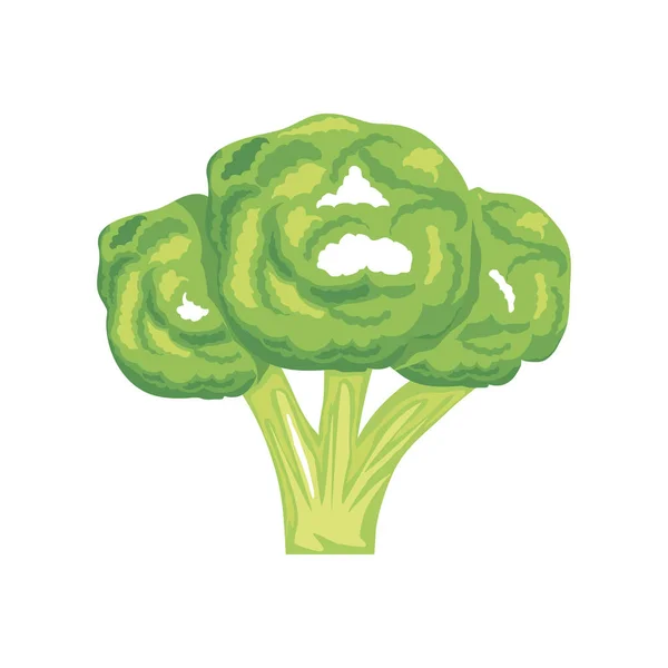 Frischer Brokkoli Gemüse Symbol Isoliert Weißen Hintergrund — Stockvektor
