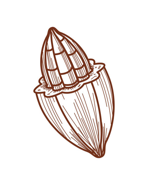 cacao fruit bean icon isolated