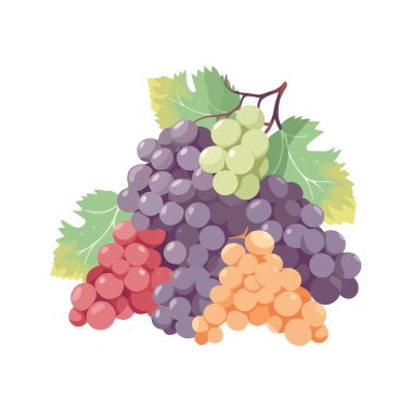 Sulu üzüm demeti, olgun ve taze doğa izole.