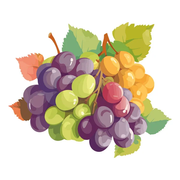 Ripe Grape Bunches Green Leaf Backdrop Isolated — Stock Vector