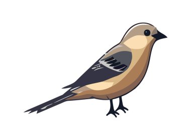 Şirin ispinoz, dallara tünemiş, sarı tüy ikonu