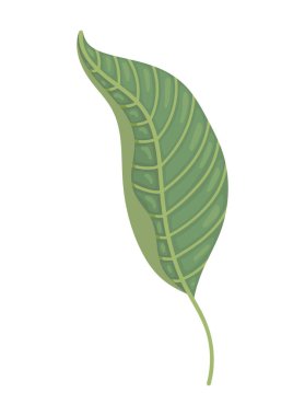 Egzotik yaprak bitkisi çizimi izole edildi