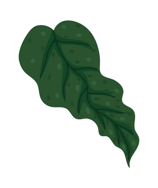 Exotische Blattpflanze Natürliche Illustration Isoliert — Stockvektor