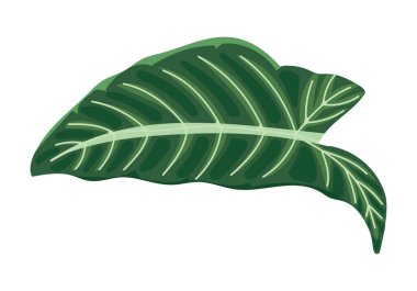 Egzotik yaprak çizimi izole edildi