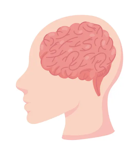 Изолированная Иллюстрация Мозга Человека — стоковый вектор