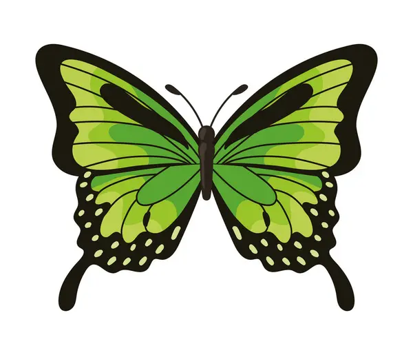 Яркая Цветная Иллюстрация Бабочки Изолирована — стоковый вектор