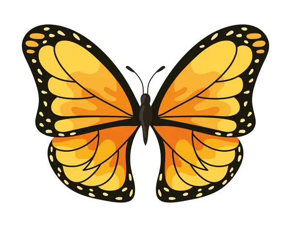 Mariposa Monarca Ilustración Vector Aislado — Archivo Imágenes Vectoriales