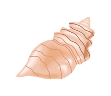 Deniz salyangozu çizimi izole edildi