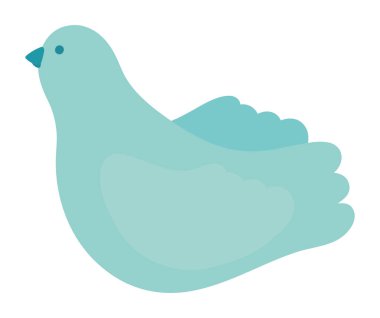 Beyaz resimde izole edilmiş güvercin hayvanı