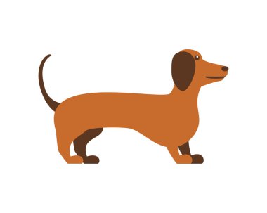 Alman dachshund köpek çizimi izole edildi