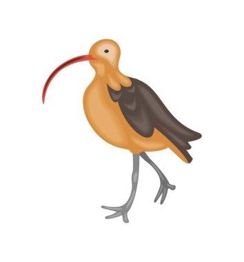 Kuş izole vektörünün Ibis türleri