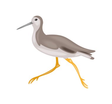 wader kuş çizgi filmi izole vektörü