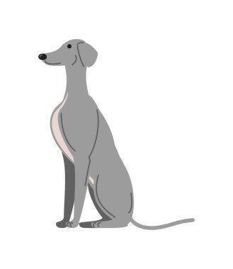 Tazı köpek oturma ikonu izole