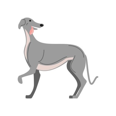 Tazı köpek dili ikon dışa izole