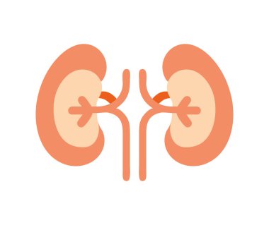 Böbrek hastalığı insan organı çizimi