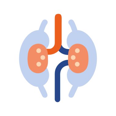 Böbrek hastalığı arter yapısı çizimi