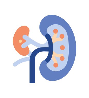 Böbrek hastalığı anatomisi enine boyuna çizim